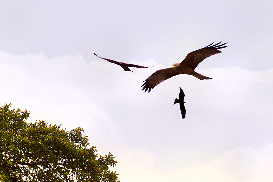 ibis
