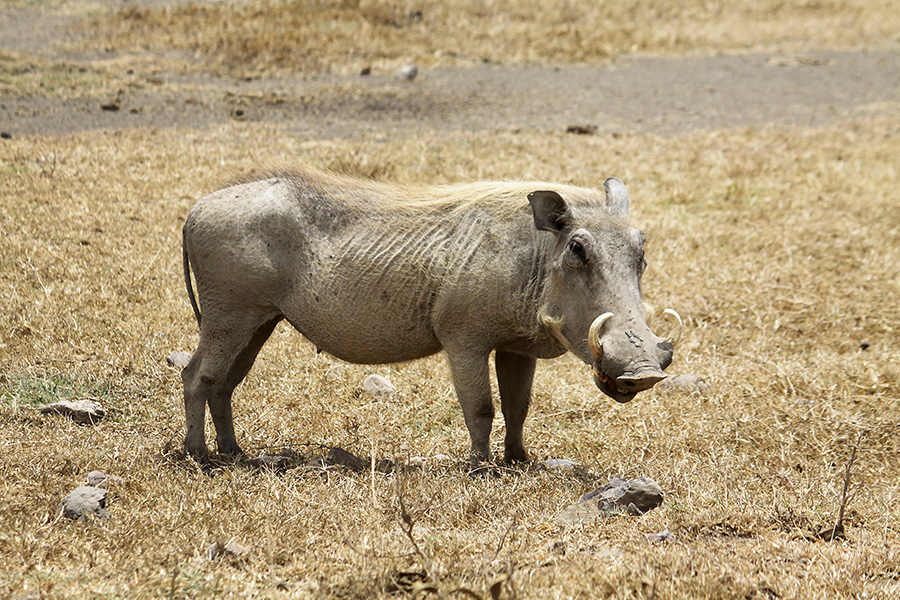 zebre