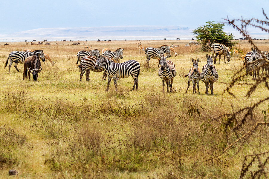 panorama ngorongoro