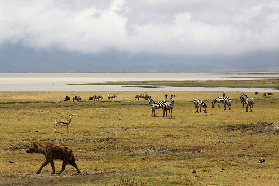 panorama ngorongoro