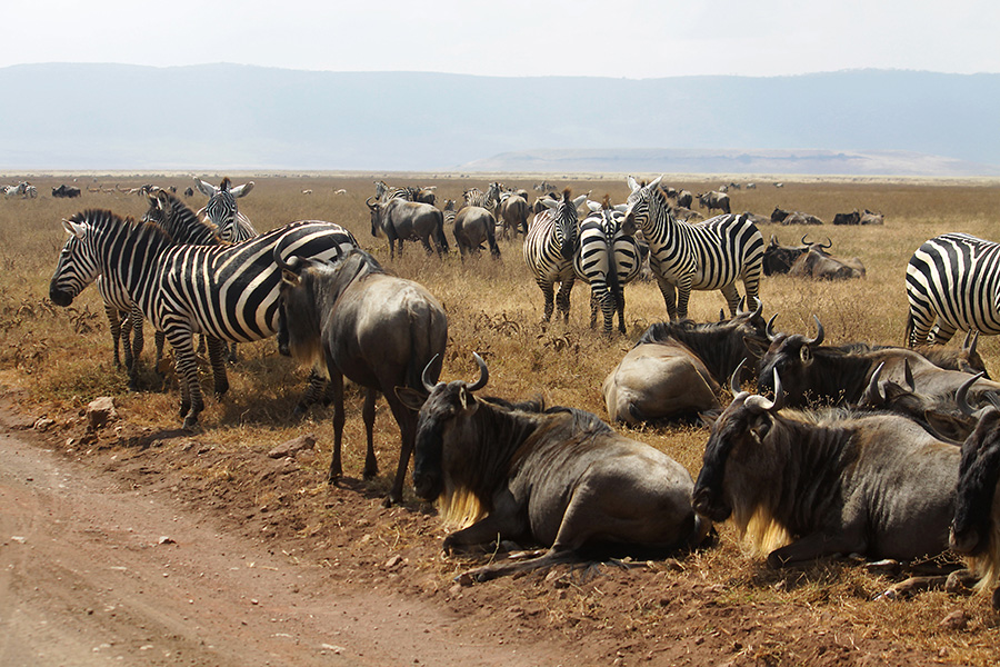 zebre