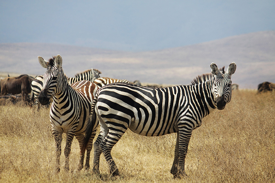 zebre