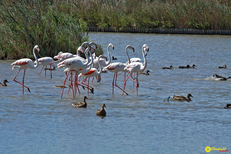 Camargue