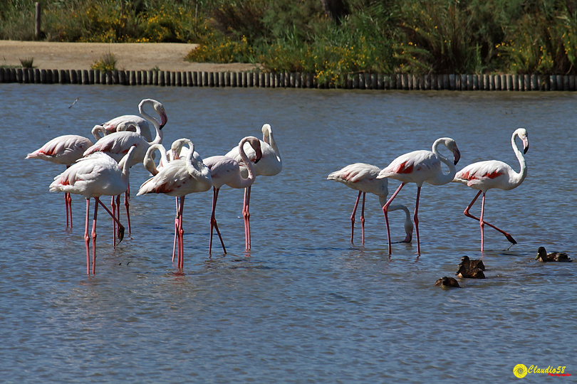 Camargue