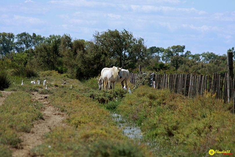 Camargue