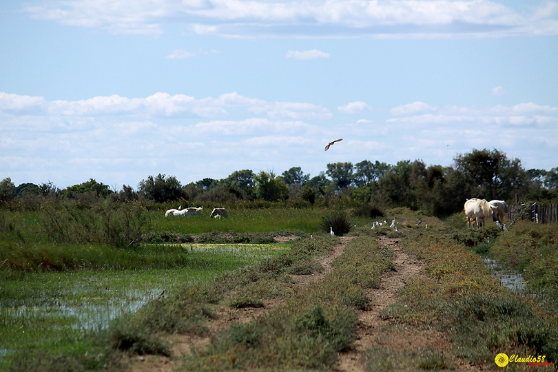 Camargue