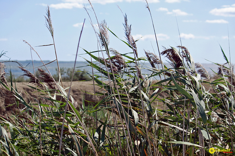 Camargue