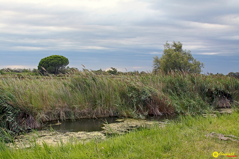 Camargue