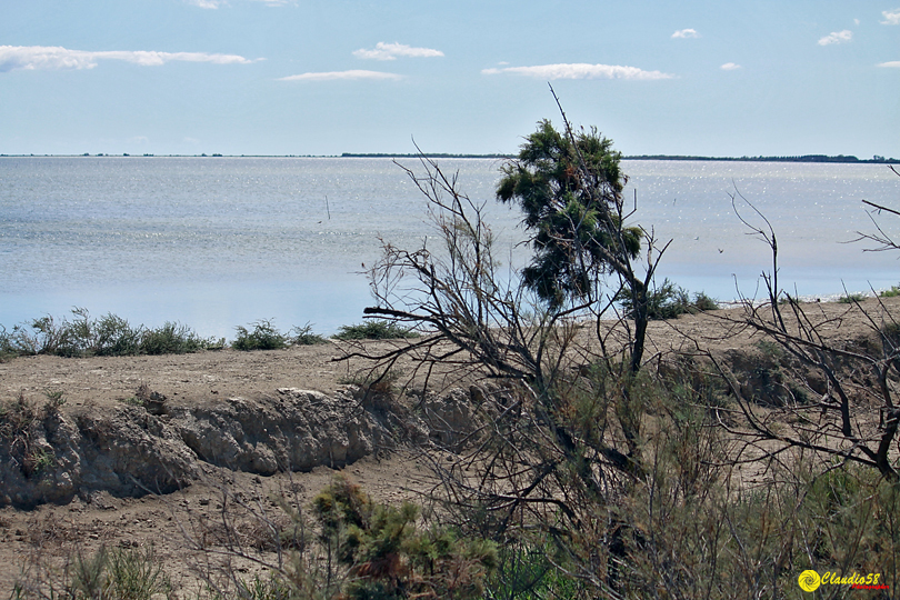 Camargue