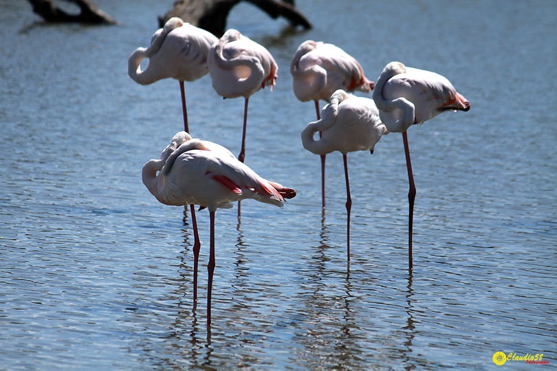 Camargue