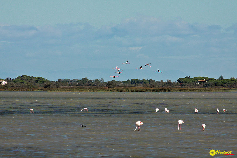 Camargue