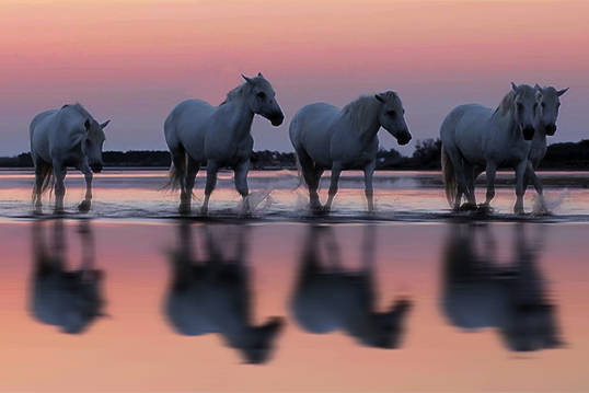Camargue