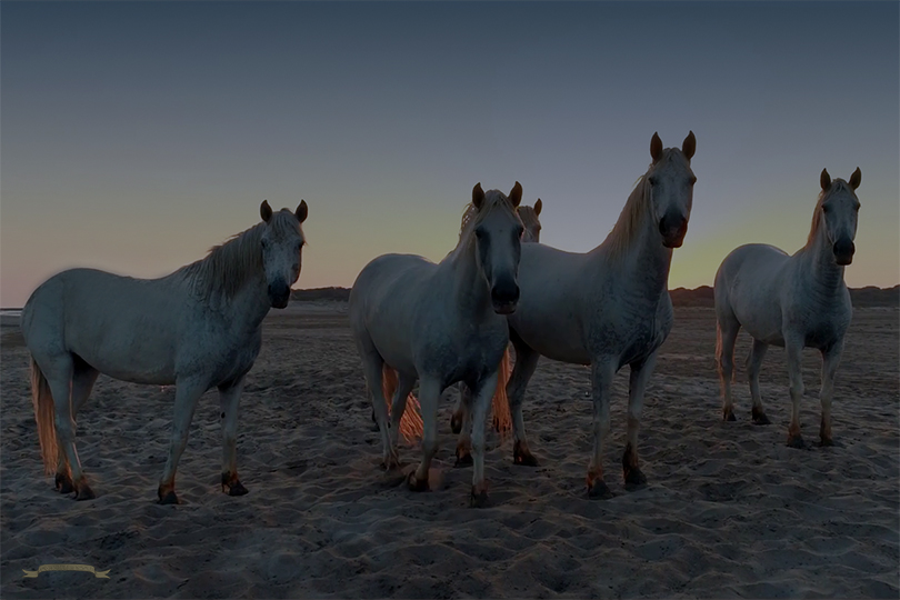 Camargue