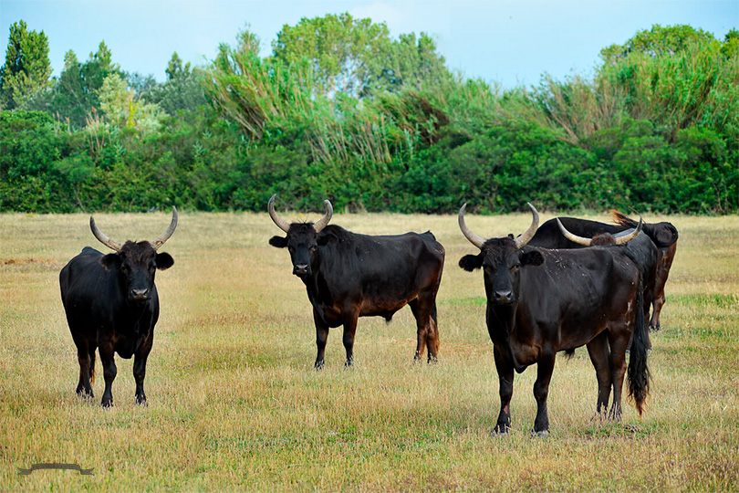 Camargue