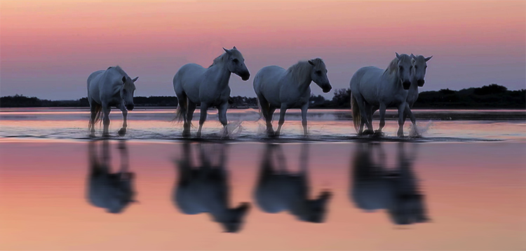 Oracolo della Sibilla Francia Camargue